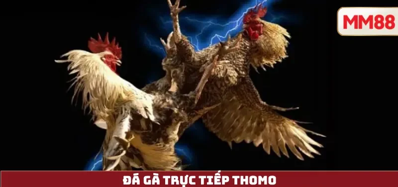 Đá Gà Trực Tiếp Thomo
