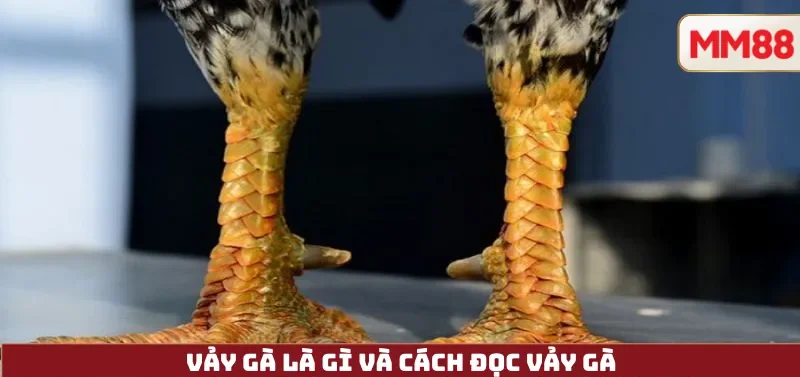 Vảy Gà Là Gì Và cách đọc vảy gà